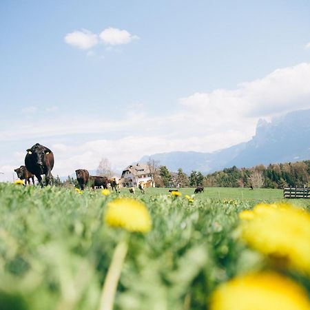 Alpin Farm Birke - Oberweidacherhof Collalbo Eksteriør bilde