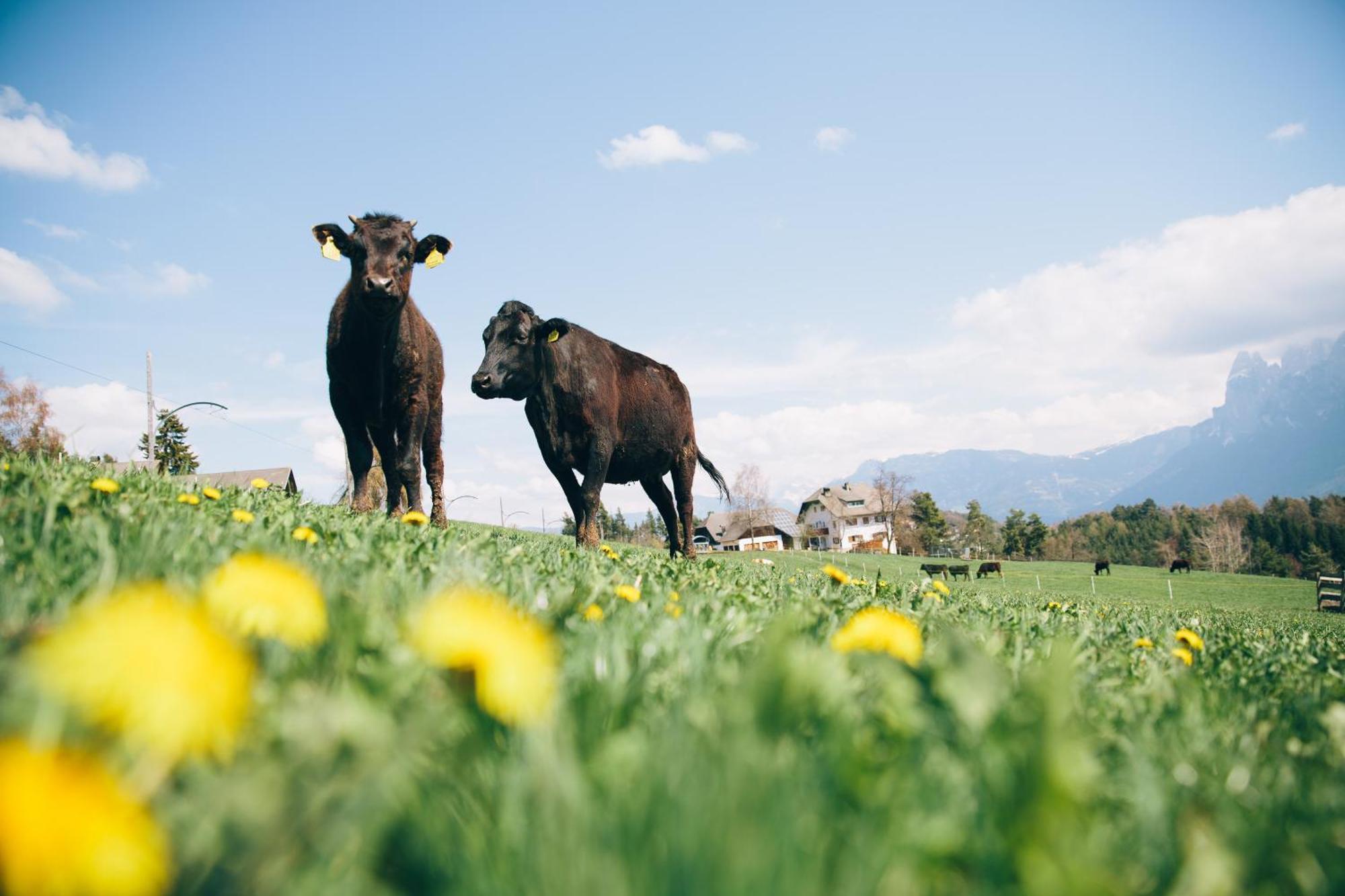 Alpin Farm Birke - Oberweidacherhof Collalbo Eksteriør bilde