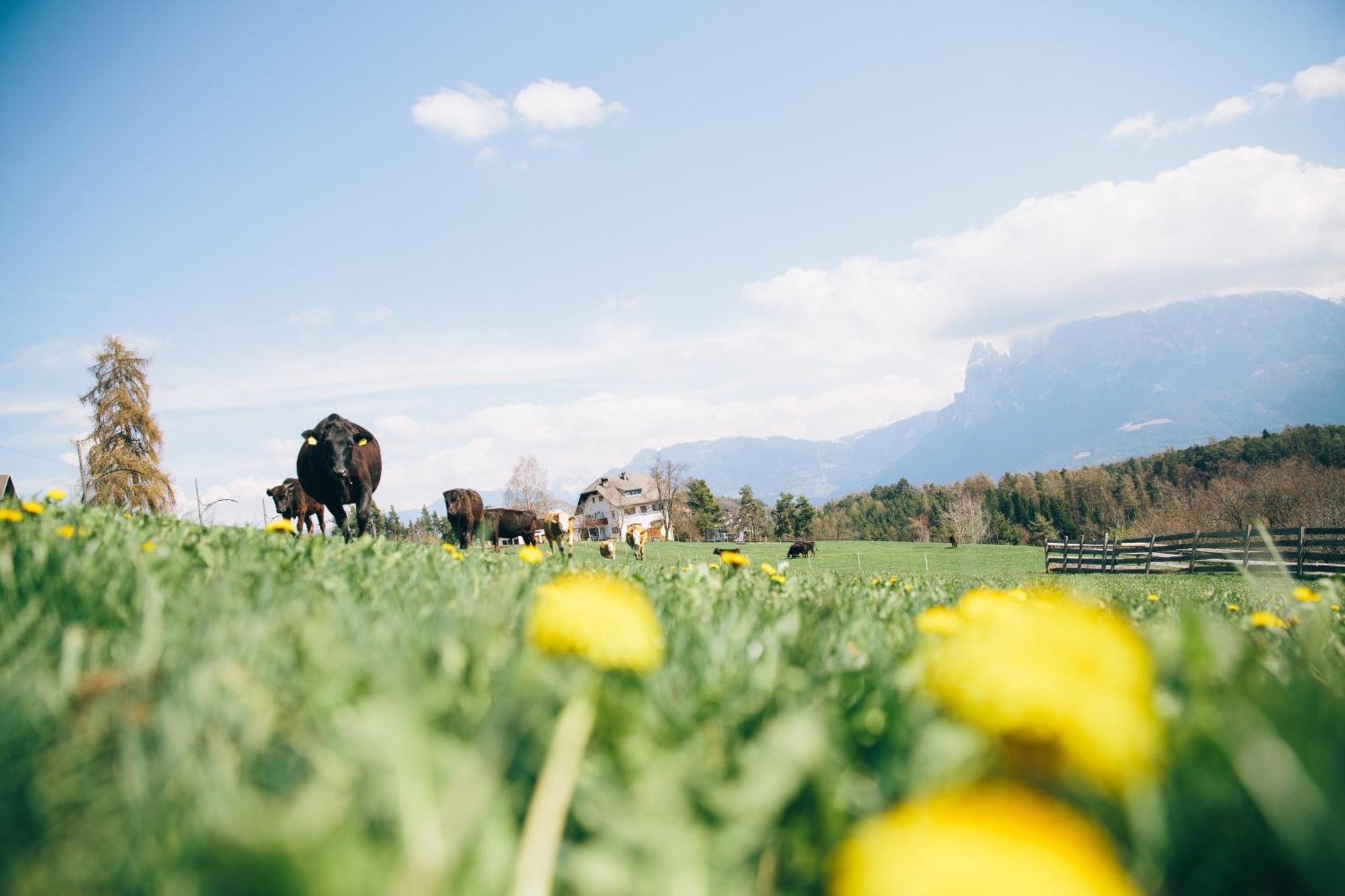 Alpin Farm Birke - Oberweidacherhof Collalbo Eksteriør bilde